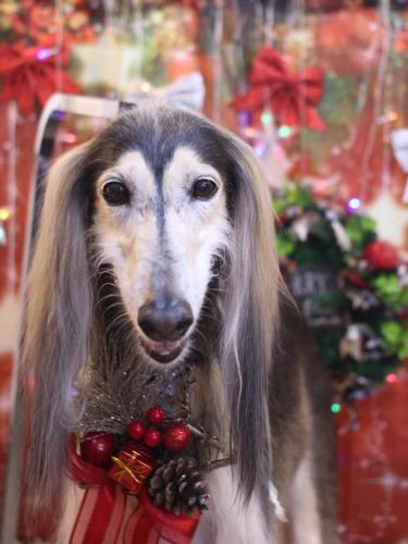 20231223シリウスくん